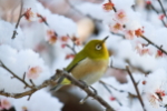viaje a japon Floración del Ciruelo, y los tres amigos del invierno