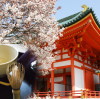 viaje japón premavera sakura grupo celemonia del té